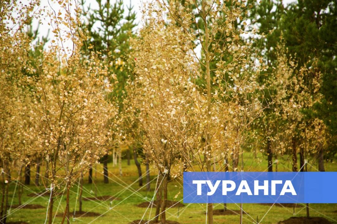 Төсекте ағаш қораптағы қызды ебін алады Төсекте ағаш қораптағы қызды ебін алады